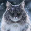 Illustration : La séance photo sublime et poétique d'un chat émerveillé par la neige (vidéo)