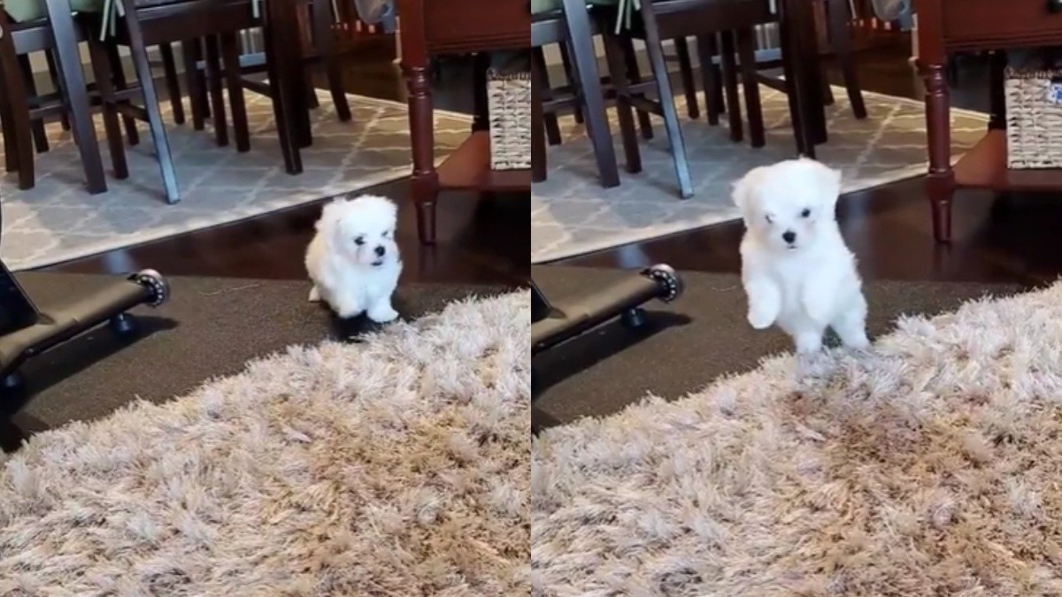 Illustration : "Ce Bichon marche sur un tapis pour la première fois et ne semble pas vraiment comprendre de quoi il s’agit (vidéo)"