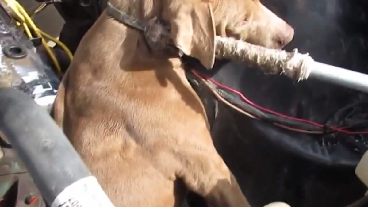 Illustration : "Une chienne coincée sous le capot d'une voiture n'a plus d'autre choix que d'espérer qu'on lui vienne en aide"