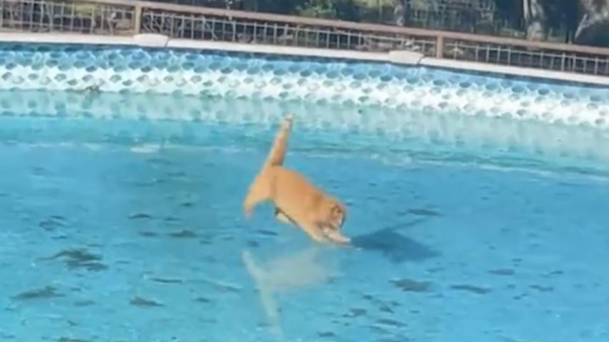 Illustration : "Un chat roux glissant sur une piscine gelée durant son quart d’heure de folie a suscité l’hilarité des internautes (vidéo)"