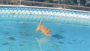Illustration : Un chat roux glissant sur une piscine gelée durant son quart d’heure de folie a suscité l’hilarité des internautes (vidéo)