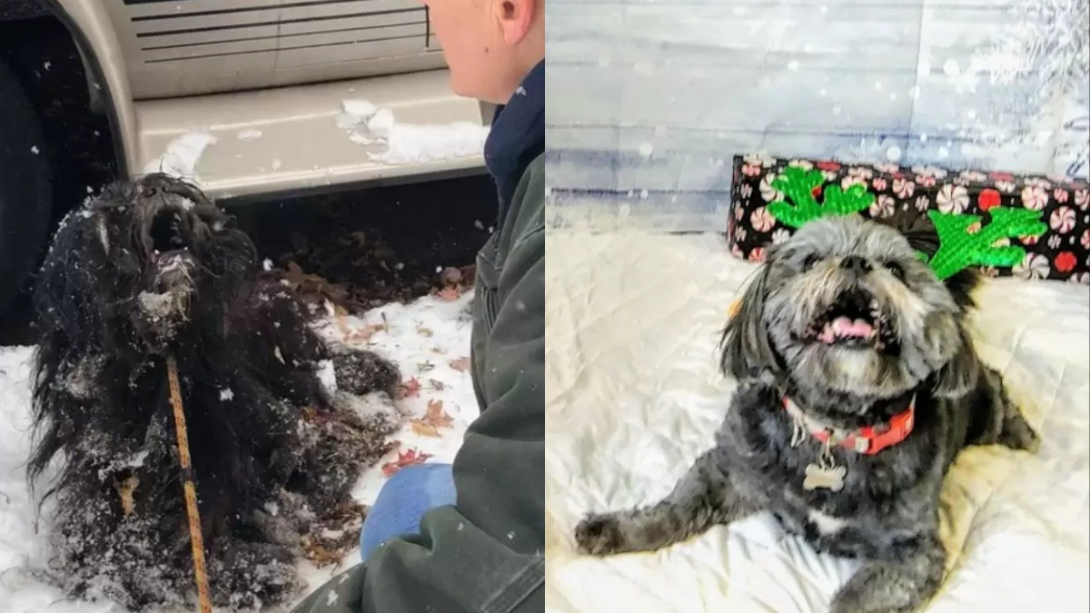 Illustration : "La transformation réconfortante d’un chien négligé retrouvé prisonnier de la glace"