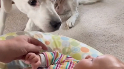 Illustration : La merveilleuse rencontre d'une chienne aveugle avec le bébé de la famille dont elle avait seulement pu entendre les vocalises (vidéo)