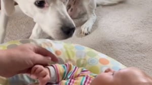 Illustration : "La merveilleuse rencontre d'une chienne aveugle avec le bébé de la famille dont elle avait seulement pu entendre les vocalises (vidéo)"