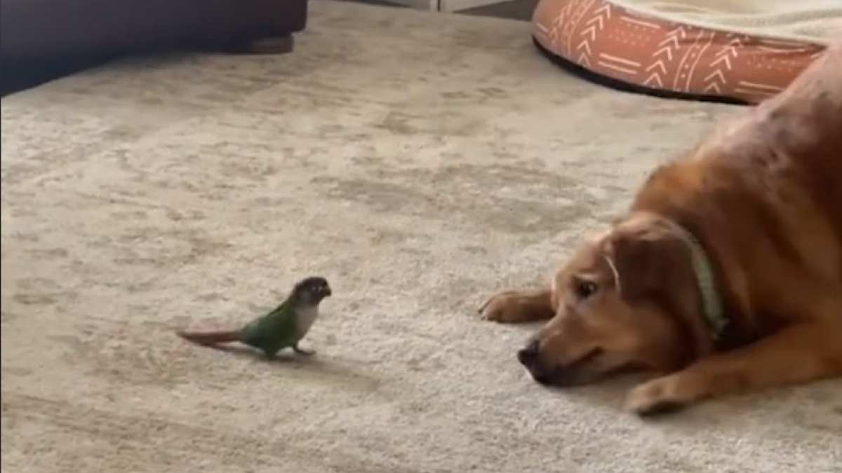 Illustration : "Le moment adorable où un Golden Retriever devient ami avec un oiseau Conure a fait fondre le cœur des internautes (vidéo)"