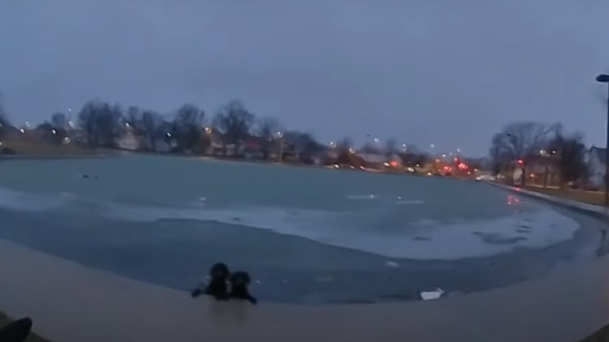 Illustration : "2 Labradors tombés dans un lac gelé s'agrippent désespérément à la rive jusqu'à l'arrivée d'un policier (vidéo)"
