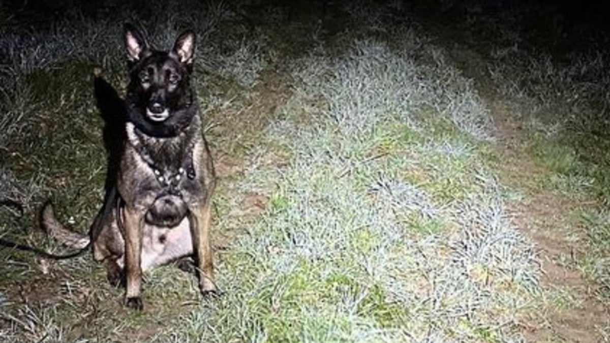 Illustration : "Le chien des gendarmes concentre tous les espoirs de la famille d'une dame âgée disparue lors d'une promenade"