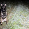 Illustration : Le chien des gendarmes concentre tous les espoirs de la famille d'une dame âgée disparue lors d'une promenade