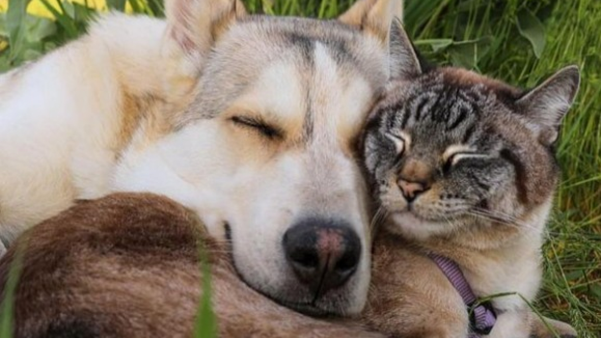 Illustration : "Un chat déprimé depuis le décès de son ami canin reprend goût à la vie après l’arrivée d’un chiot dans la famille"