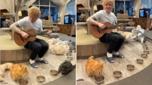 Illustration : Les stars d'un bar à chats toujours pas convaincues par le talent d'Ed Sheeran, 10 ans après la première tentative du chanteur (vidéo)