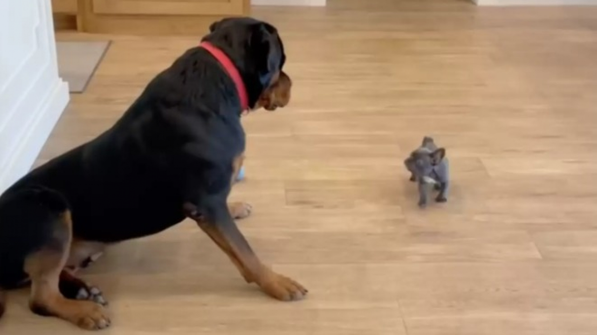 Illustration : "Ce grand Rottweiler est impressionné par le nouveau chiot de la famille (vidéo)"