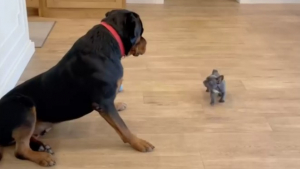 Illustration : Ce grand Rottweiler est impressionné par le nouveau chiot de la famille (vidéo)