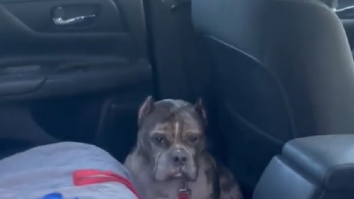 Illustration : "La vidéo déchirante d’un chien refusant de sortir d’une voiture parce qu’il ne veut pas rentrer au refuge "