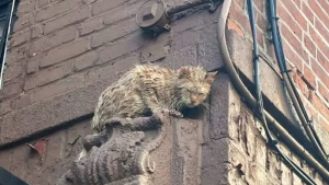 Illustration : Une chatte traumatisée par sa terrible rencontre avec un chariot élévateur réapprend à faire confiance aux humains