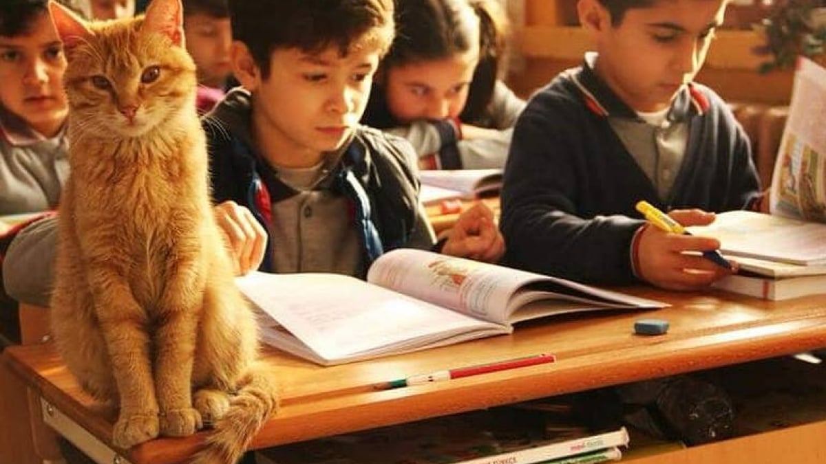 Illustration : "Un chat fait irruption dans une classe de primaire, la maîtresse et les écoliers font tout leur possible pour que le chat puisse rester dans leur établissement"