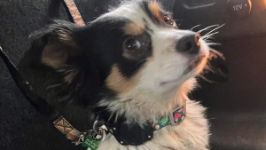 Illustration : Ce chien se forge une réputation de roi de l'évasion en donnant du fil à retordre à ses familles d'accueil