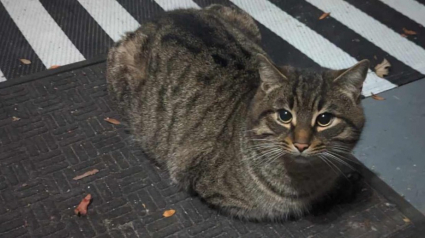 Illustration : L’instinct de ce chat frigorifié le pousse à choisir la bonne maison pour se réchauffer 