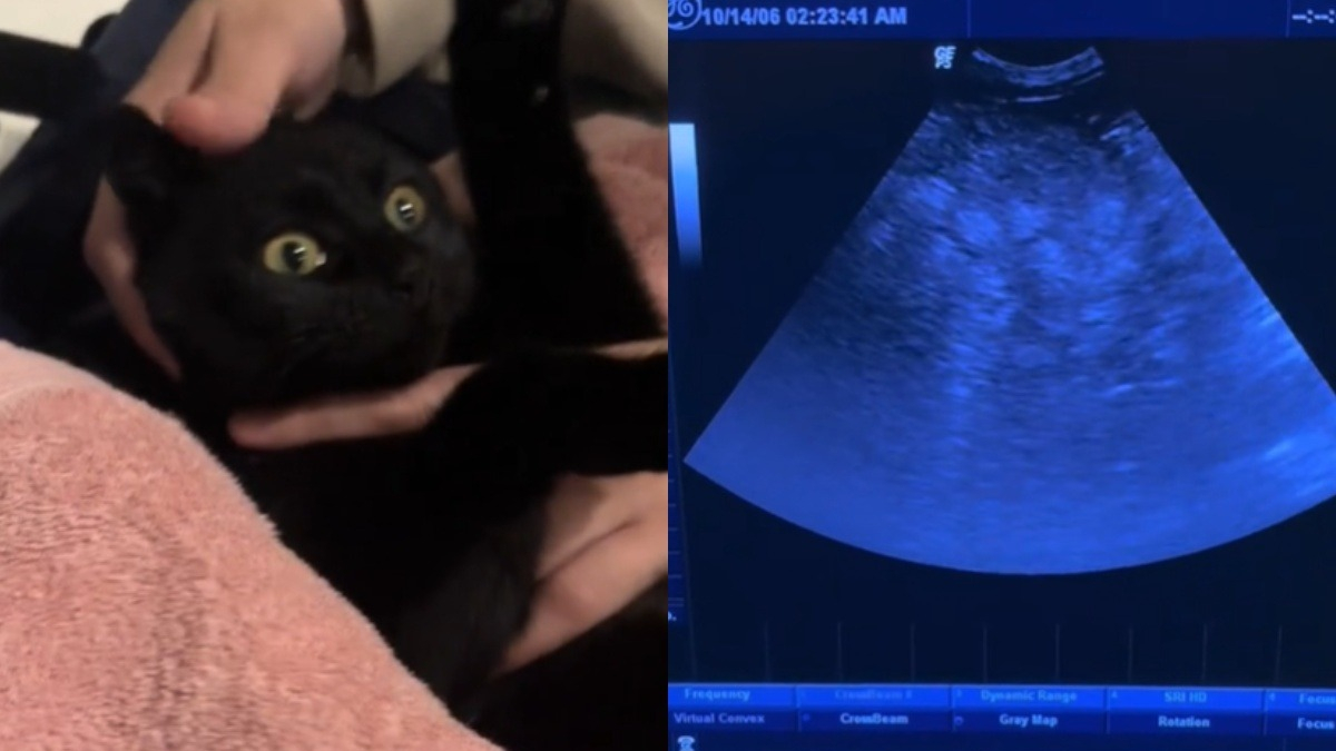 Illustration : "Ils supposent que leur chatte est enceinte en voyant son ventre gonflé, mais l’échographie révèle une tout autre cause"