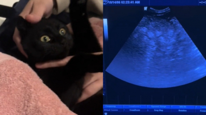 Illustration : Ils supposent que leur chatte est enceinte en voyant son ventre gonflé, mais l’échographie révèle une tout autre cause