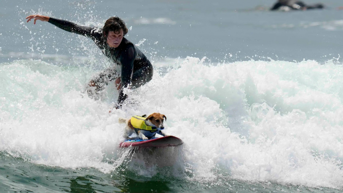 Illustration : "Efruz, le Jack Russell Terrier qui surfe, fait sensation sur les plages du Pérou"