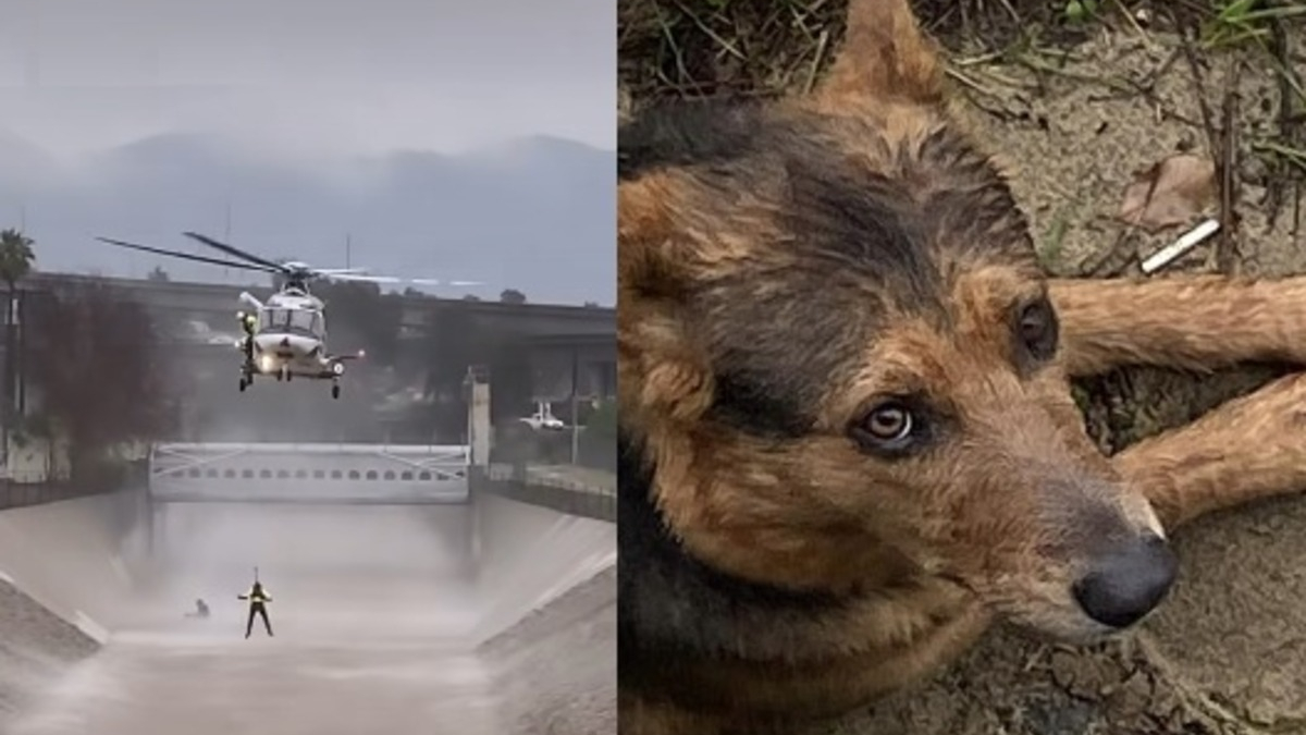 Illustration : "L'intervention spectaculaire des secours pour un chien et son maître tombés dans une rivière déchaînée"