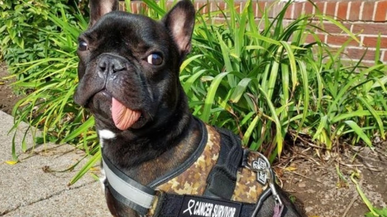 Forceps à Molaires Pour Chevaux – Modèle Vétérinaire 20, Mâchoires Dentelées, Marque S.S