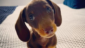 Illustration : Pour sauver Lola, un minuscule chiot, des vétérinaires tentent une chirurgie cardiaque complexe qui pourrait lui être fatale