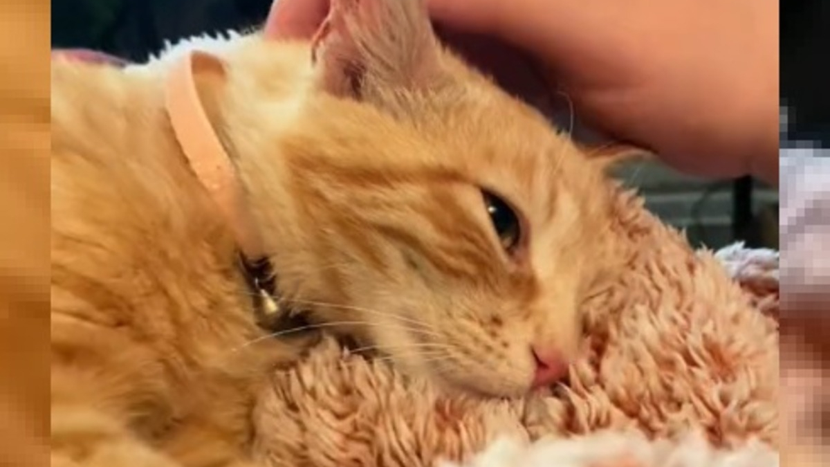 Illustration : "Cette bénévole n'arrête plus de secourir les chats roux depuis son premier sauvetage 3 ans plus tôt (vidéo)"