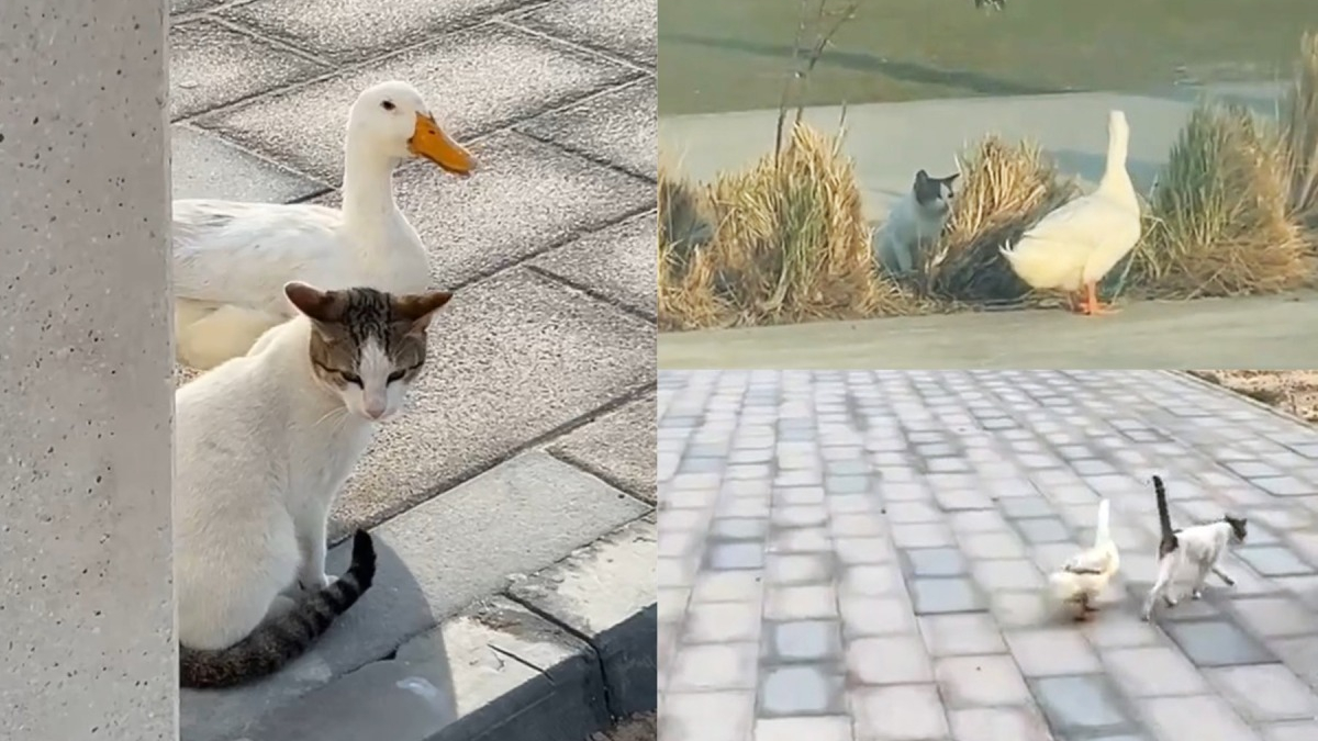 Illustration : "L’étrange duo formé par un chat et un canard devient la dernière sensation d’Internet (vidéo)"
