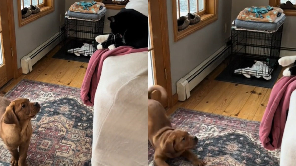 Illustration : "La réaction hilarante d’un chiot jaloux que le chat puisse grimper sur le canapé mais pas lui (vidéo)"
