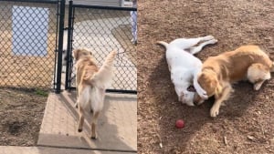 Illustration : 2 chiens inséparables comblés de bonheur en se retrouvant après plusieurs semaines sans se voir (vidéo)