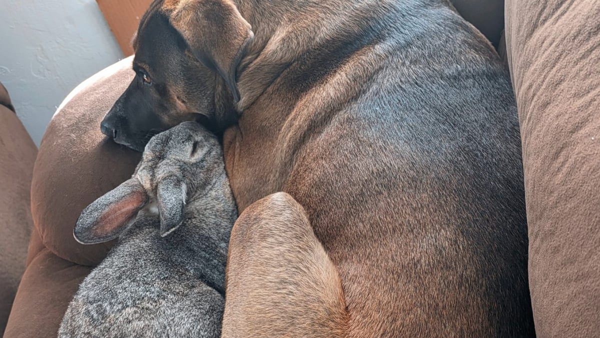 Illustration : "Cet adorable lapin suit son ami canin partout depuis qu’ils se sont rencontrés (vidéo)"