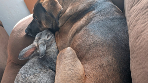 Illustration : "Cet adorable lapin suit son ami canin partout depuis qu’ils se sont rencontrés (vidéo)"