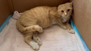 Illustration : La transformation à peine croyable d'une chatte "agressive" qui demandait simplement à être comprise (vidéo)