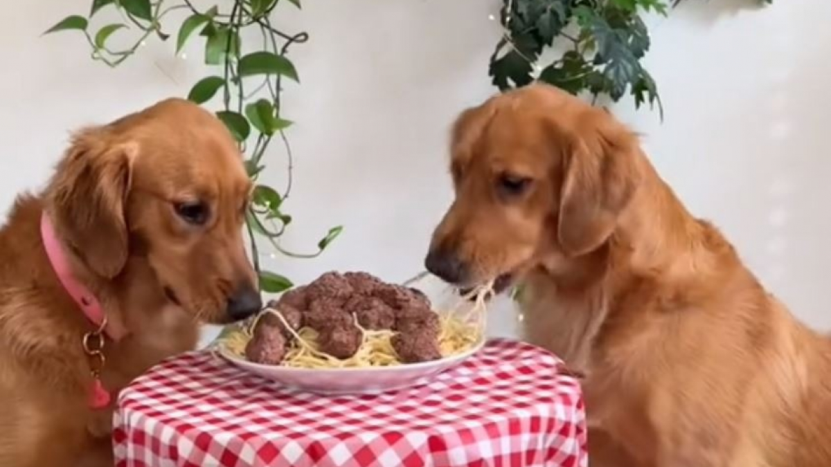 Illustration : "Pour leur premier rendez-vous ensemble, 2 Golden Retrievers recréent le dîner d’un célèbre dessin animé (vidéo)"