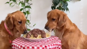 Illustration : Pour leur premier rendez-vous ensemble, 2 Golden Retrievers recréent le dîner d’un célèbre dessin animé (vidéo)