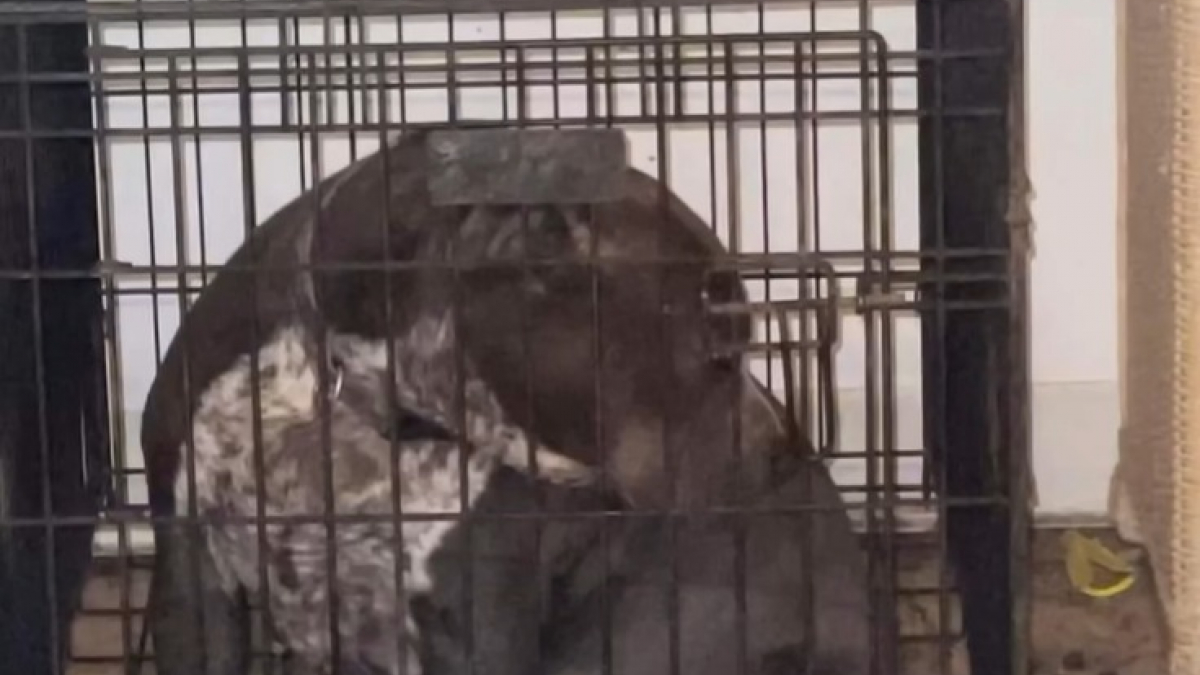 Illustration : "Une chienne prête à mettre bas retrouvée enfermée dans une cage réalise un exploit juste après son sauvetage"
