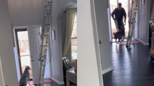 Illustration : "Visite après visite, ce peintre en bâtiment noue un lien d’amitié avec le chien de ses clients et offre une séquence adorable (vidéo)"