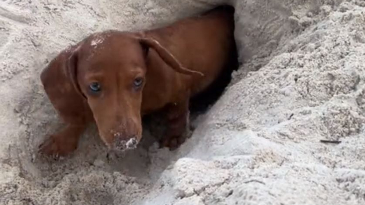 Illustration : "Lors d’une journée à la plage, ce Teckel miniature est fou de joie de pouvoir creuser des tunnels dans le sable (vidéo)"