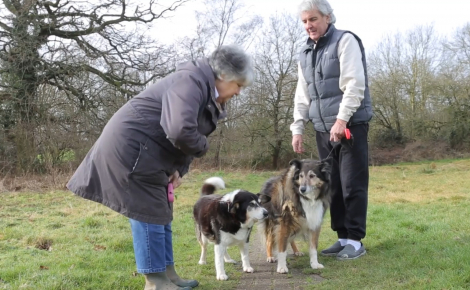 Le duo de chiens le plus vieux de son refuge, âgé de 37 ans combinés, profite d’une retraite bien méritée 