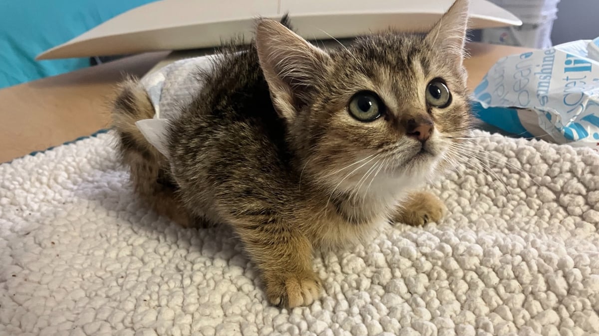 Illustration : "Ce chaton paralysé par un tir de pistolet à plomb a surpris le personnel du refuge par sa résilience et sa force de vivre"