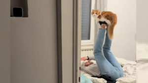 Illustration : La réaction hilarante d'un chat contre sa maîtresse à qui il reproche d'avoir gâché son moment ludique avec son "papa" (vidéo)