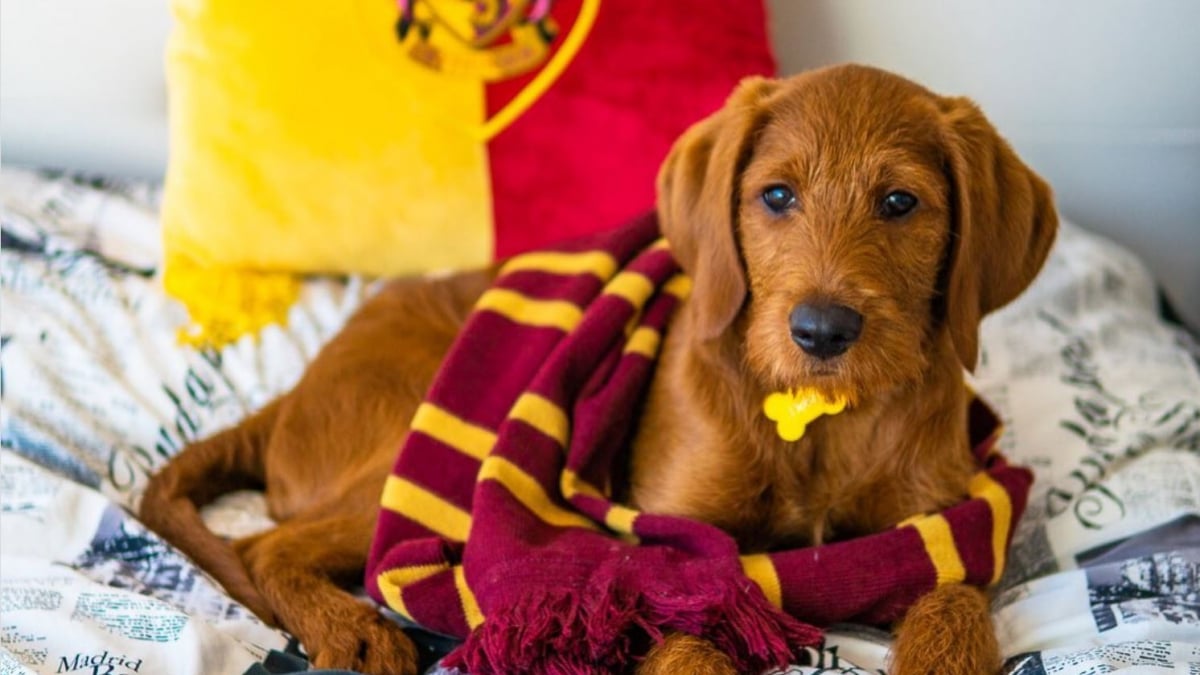 Illustration : "Grâce à sa maîtresse fan de Harry Potter, Dobby le Labradoodle s’entraîne à exécuter des « sorts magiques » (vidéo)"