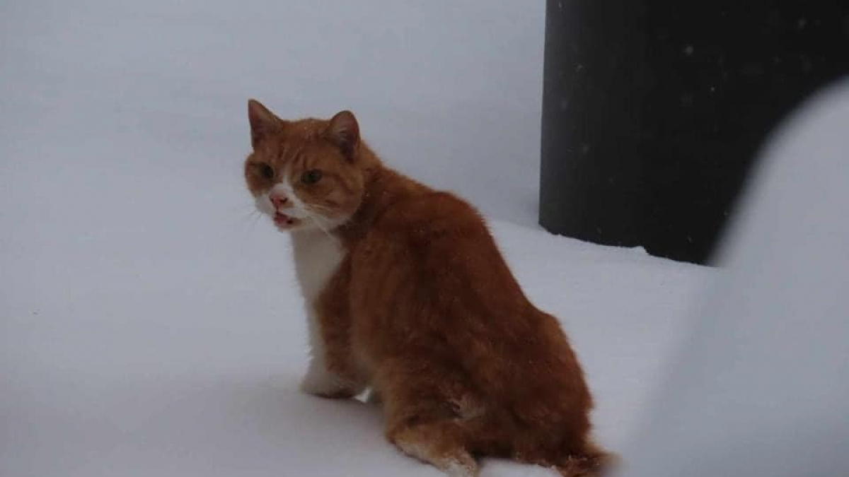 Illustration : "Un enfant de 12 ans bouleversé en voyant un chat aveugle coincé dans la neige prend les choses en main"