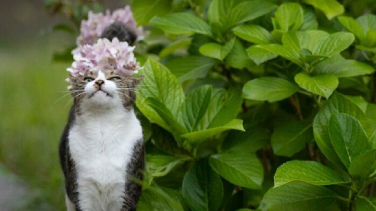 Illustration : "20 photos montrant la beauté des chats, sublimée à travers l’œil d’un photographe japonais"