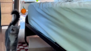 Illustration : L'amusant et tendre rappel à l'ordre d'un chat à sa maîtresse coupable de l'avoir laissé à l'extérieur de la chambre (vidéo) 
