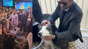 Illustration : Messi, chien du film « Anatomie d’une chute », fait une apparition remarquée au Déjeuner des Oscars