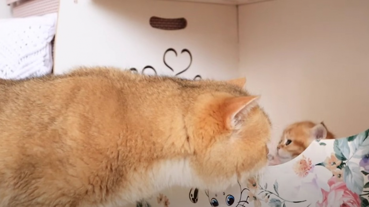 Illustration : "Les douces retrouvailles entre un père chat et son chaton font fondre la Toile (vidéo) "