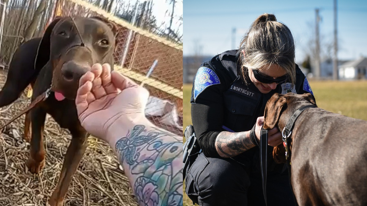 Illustration : "Un chien muselé au moyen d'une attache autobloquante est secouru par une policière qui veut en faire plus pour lui"