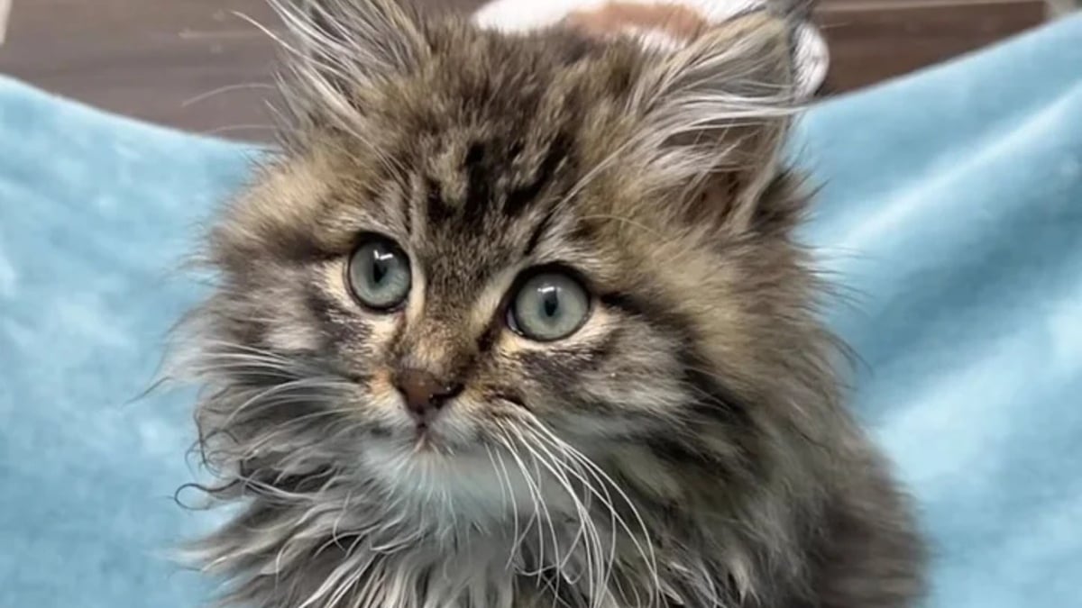 Illustration : "Un chaton blessé en cherchant à se nourrir dans les poubelles gratifie sa bienfaitrice de ses plus doux ronronnements"